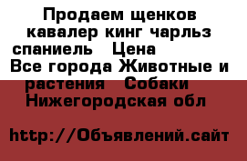 Продаем щенков кавалер кинг чарльз спаниель › Цена ­ 60 000 - Все города Животные и растения » Собаки   . Нижегородская обл.